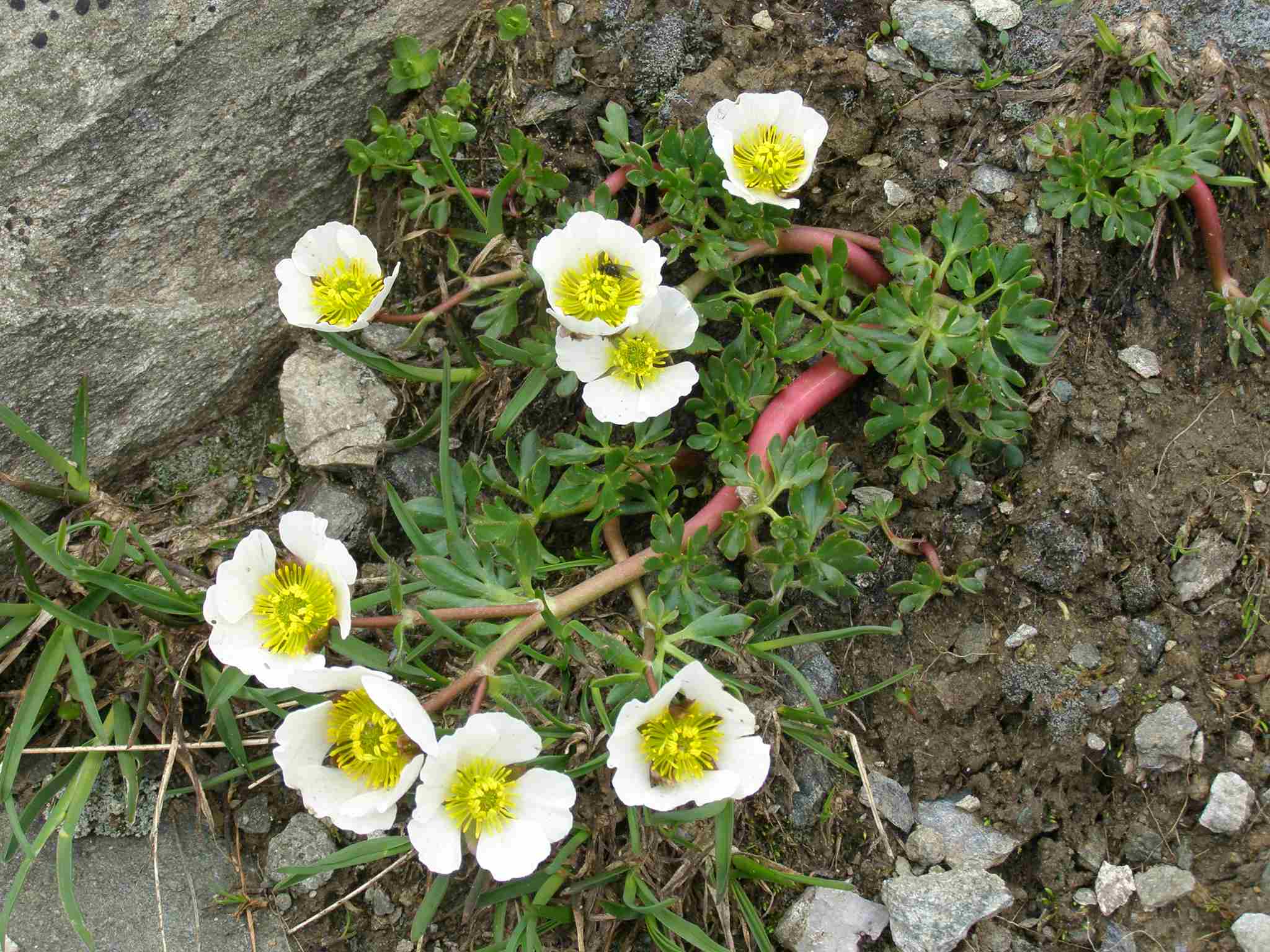 Ranunculus glacialis / Ranuncolo dei ghiacciai